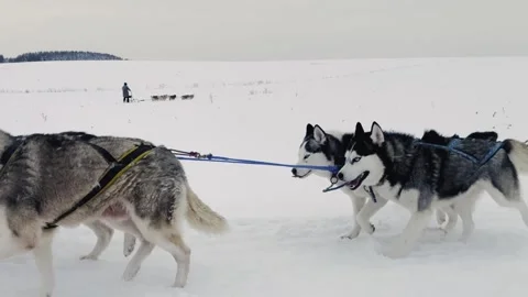 A group of huskies are pulling a sled through the snow 스톡 동영상 276309884