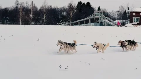 A group of huskies are pulling a sled in the snow Vidéo 276719827