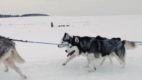 A group of huskies are pulling a sled through the snow Vidéo 278146567