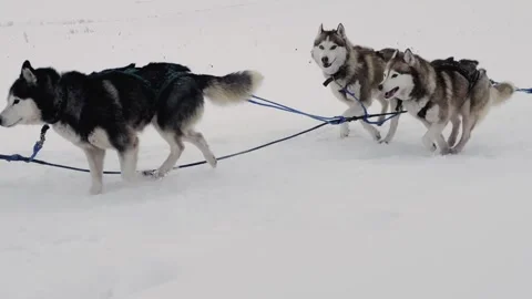 A group of huskies are pulling a sled through the snow Stock Footage 280003549