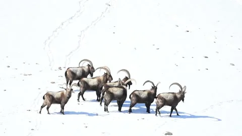 A group of Ibex in Spiti, India. 動画素材 334221924