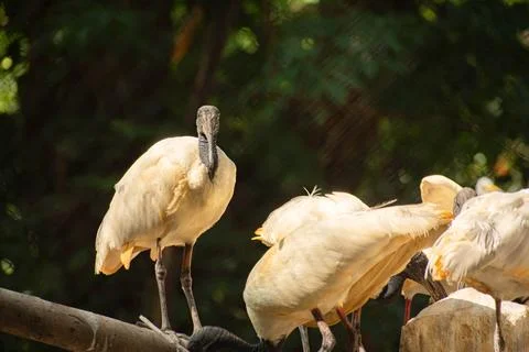 A group of ibis birds perched casually Stock Photos