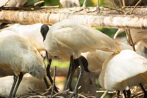 A group of ibis birds perched casually Stock Photos