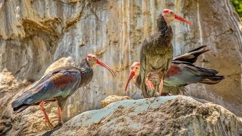 A group of Ibis walking on the rocks Stock Photos