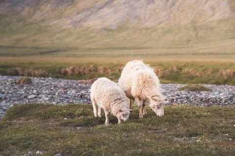 Group Icelandic lambs face the camera beside a grazing sheep in a remote su.. Stock Photos