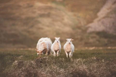 Group Icelandic lambs face the camera beside a grazing sheep in a remote su.. Stock Photos