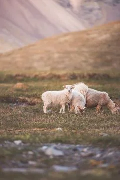 Group Icelandic lambs face the camera beside a grazing sheep in a remote su.. Stock Photos