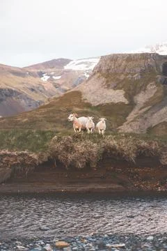 Group Icelandic lambs face the camera beside a grazing sheep in a remote su.. Stock Photos