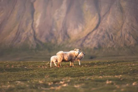 Group Icelandic lambs face the camera beside a grazing sheep in a remote su.. Stock Photos