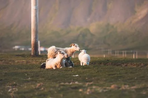 Group Icelandic lambs face the camera beside a grazing sheep in a remote su.. Stock Photos