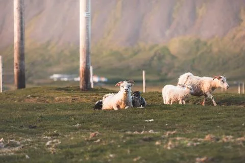 Group Icelandic lambs face the camera beside a grazing sheep in a remote su.. Stock Photos