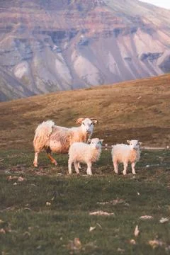 Group Icelandic lambs face the camera beside a grazing sheep in a remote su.. Stock Photos