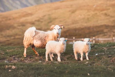 Group Icelandic lambs face the camera beside a grazing sheep in a remote su.. Stock Photos