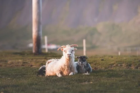 Group Icelandic lambs face the camera beside a grazing sheep in a remote su.. Stock Photos