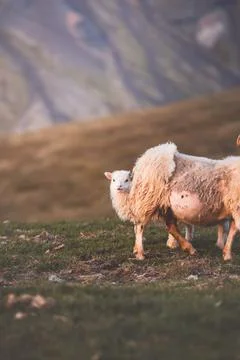 Group Icelandic lambs face the camera beside a grazing sheep in a remote su.. Stock Photos
