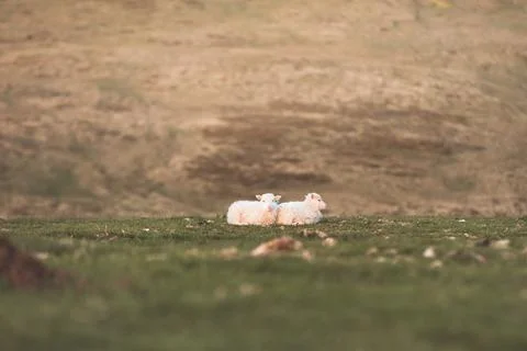 Group Icelandic lambs face the camera beside a grazing sheep in a remote su.. Stock Photos