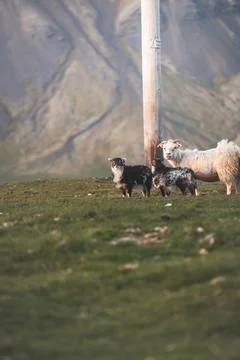 Group Icelandic lambs face the camera beside a grazing sheep in a remote su.. Stock Photos
