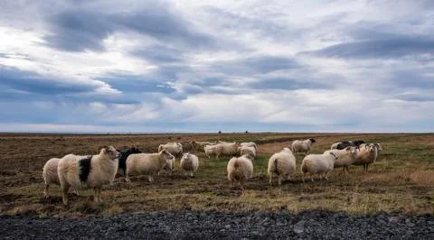 Group of Icelandic Sheep Stock Photos