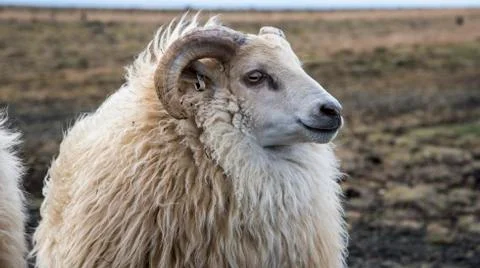 Group of Icelandic Sheep Stock Photos