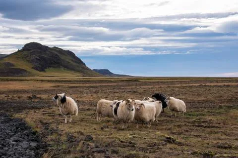 Group of Icelandic Sheep Stock Photos