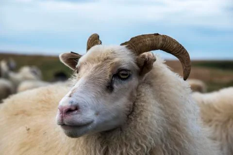 Group of Icelandic Sheep Stock-Fotos
