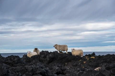 Group of Icelandic Sheep Stock Photos