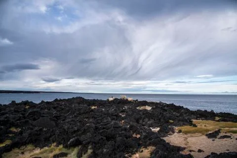 Group of Icelandic Sheep Stock Photos