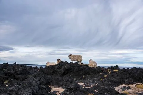 Group of Icelandic Sheep Stock Photos