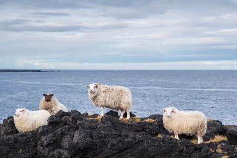 Group of Icelandic Sheep Stock-Fotos