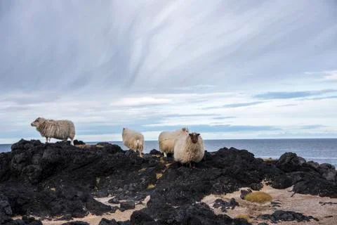 Group of Icelandic Sheep Stock Photos