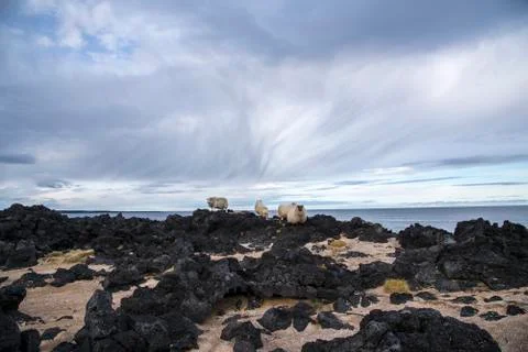 Group of Icelandic Sheep Stock Photos