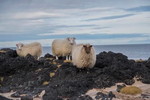 Group of Icelandic Sheep Stock Photos