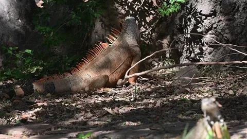 Group of Iguanas by the Base of a Tree Video stock 266963544