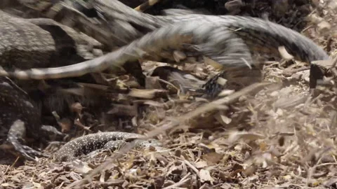 A group of iguanas gets scared and runs awa Stock Footage 138835971