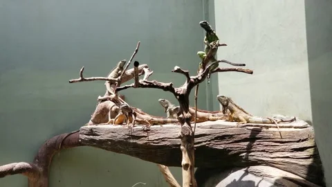 Group of iguanas sunbathing together Stock Footage 218228724