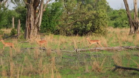 A group of impala antelope run in the grass. Stock Footage 147959555