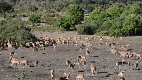 Group of Impala in Botswana Video stock 91748194
