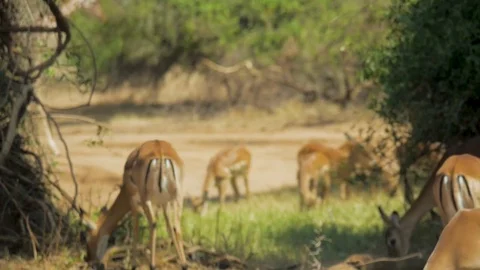 Group of impala grazing while reticulated giraffe walks by Stock Footage 78234439