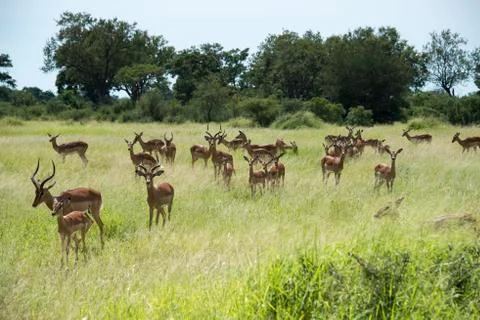 Group impala Stock Photos