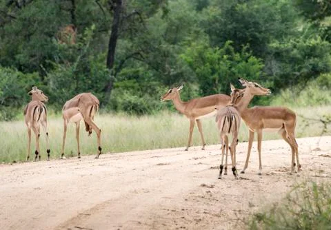 Group impala Stock Photos