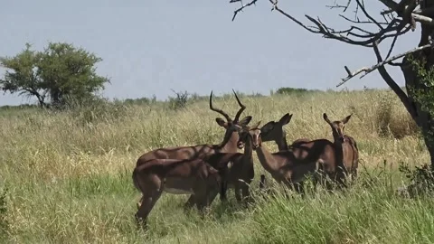 Group of impala stands in shade under a tree Vidéo 320809113