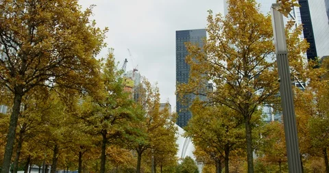 Group of Impressive Skyscrapers With Autumn Trees On A New York City Park Stock Footage 112337990