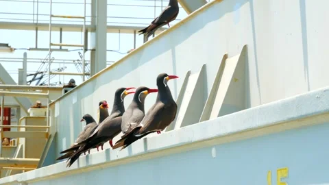 Group of Inca tern birds are siting on the cargo hold coaming Stock Footage 242803411