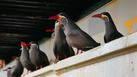 Group of Inca tern birds are siting on the cargo hold coaming Stock Footage 242803415