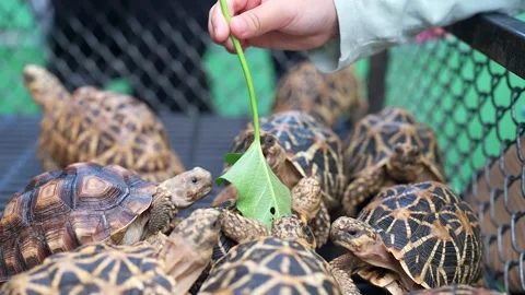 Group India Star Tortoise Eating Morning Glory From Tourist. Stockbeeldmateriaal 249923962