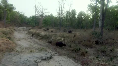 Group of Indian bison also known as Gaur Stock Footage 205072773