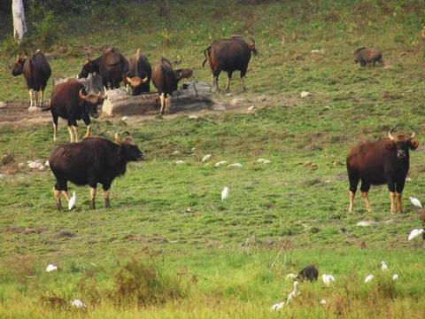 A group of Indian bisons roaming through a vibrant forest Stock Photos
