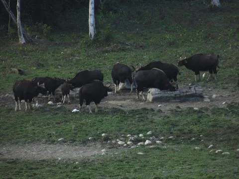 A group of Indian bisons roaming through a vibrant forest Stock Photos