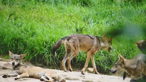 Group of Indian gray wolves, showcasing their majestic presence.Group of In.. Stock Footage 341344643