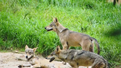 Group of Indian gray wolves, showcasing their majestic presence. Stock Footage 341344644